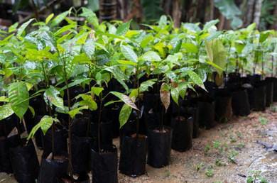 F3 Amazon Cocoa Seedlings